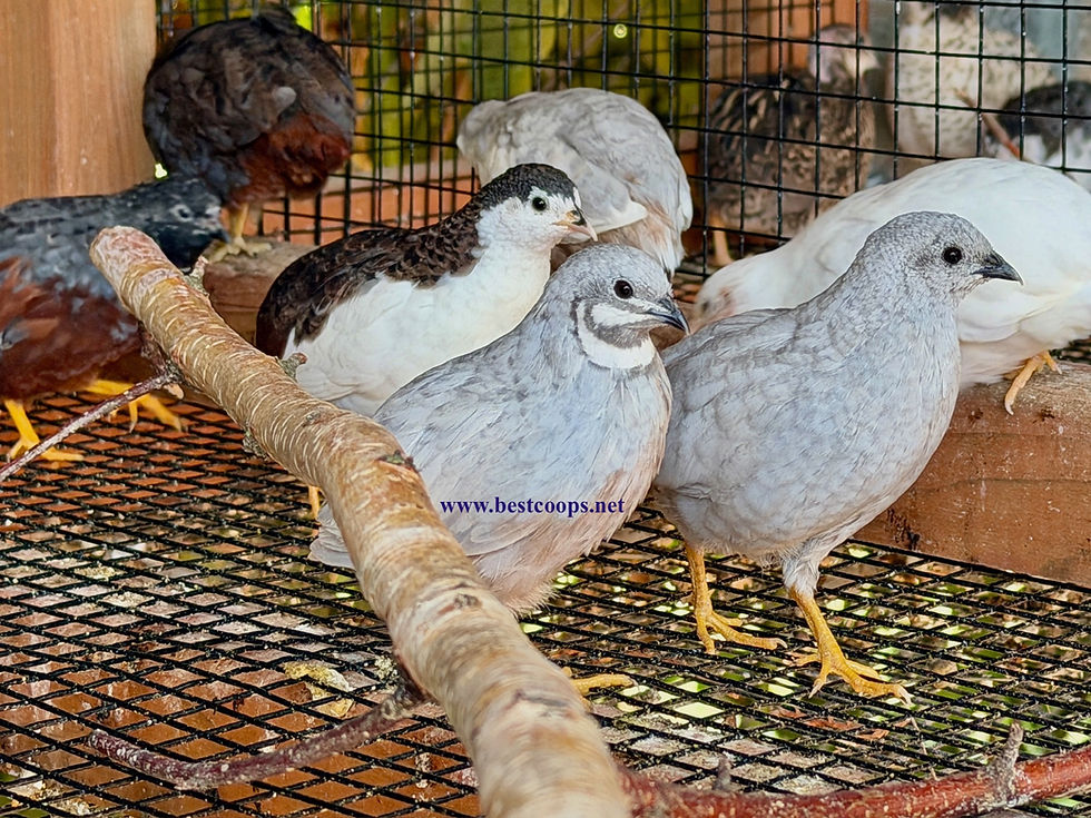 Button Quail