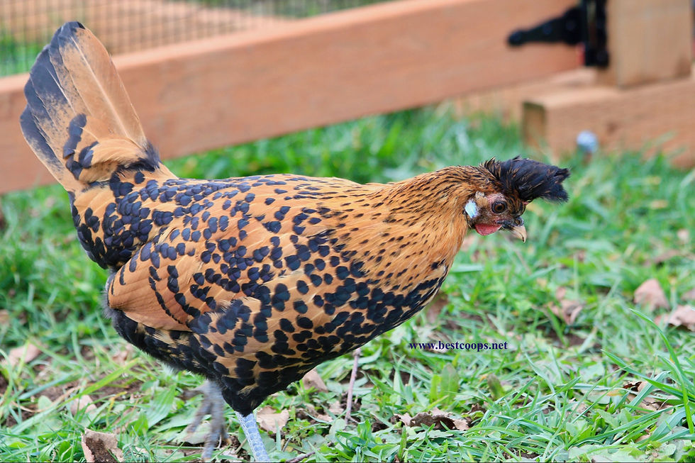Thumbnail: 6+ Gold Appenzeller Spitzhauben Hatching Eggs