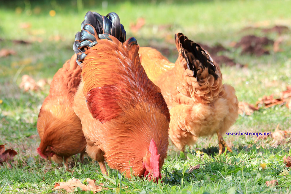 Thumbnail: 12+ Fertile New Hampshire Red Chicken Eggs