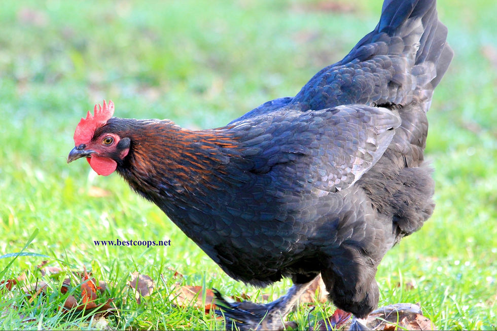 Thumbnail: 6+ Fertile Black Copper Marans Hatching Eggs