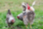 Thumbnail: 12+ Fertile Show Quality Silkied Serama Hatching Eggs