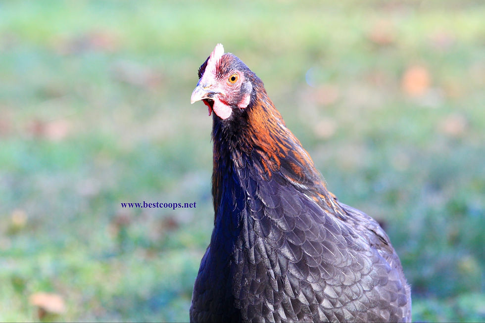 Thumbnail: 6+ Fertile Black Copper Marans Hatching Eggs