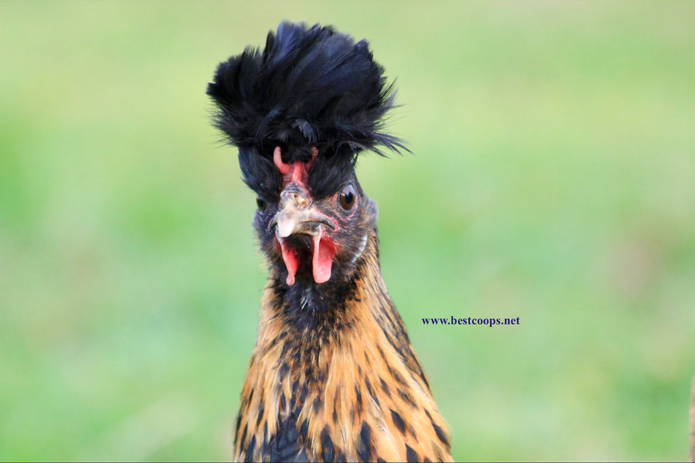 Thumbnail: 6+ Gold Appenzeller Spitzhauben Hatching Eggs