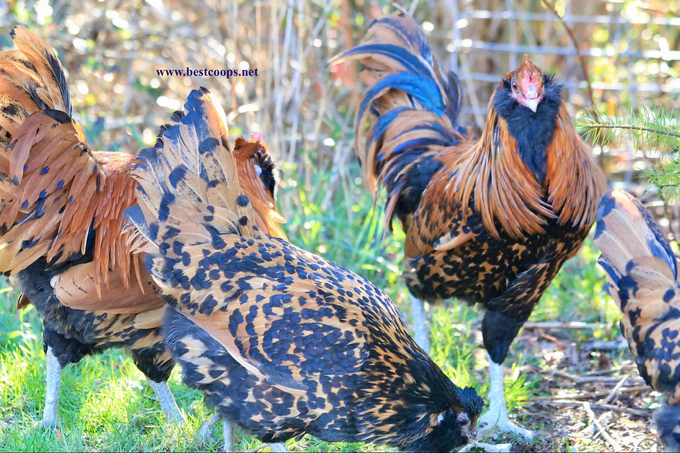 Thumbnail: 6+ Fertile Gold Owlbeard Chicken Hatching Eggs