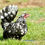 Thumbnail: 6+ Fertile Show Quality Serama Chicken Hatching Eggs