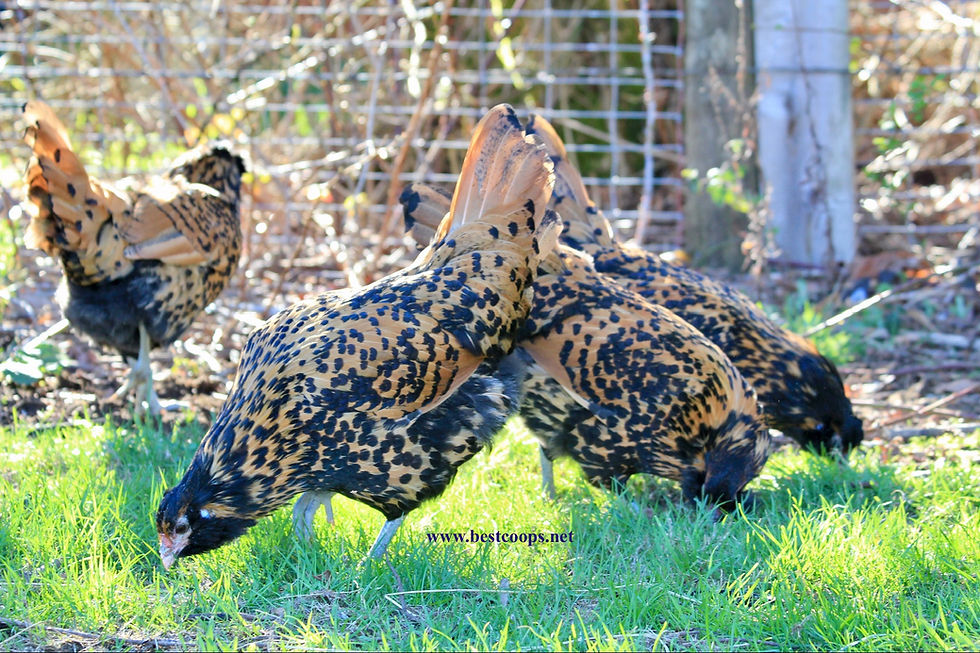Thumbnail: 6+ Fertile Gold Owlbeard Chicken Hatching Eggs