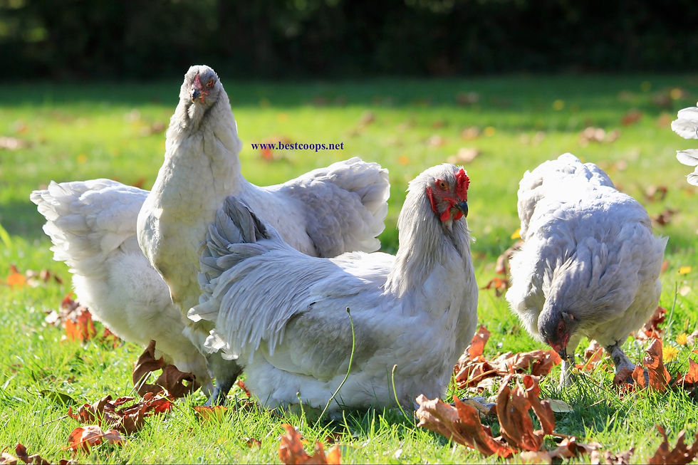 Thumbnail: 6+ Fertile Lavender Brama Hatching Eggs