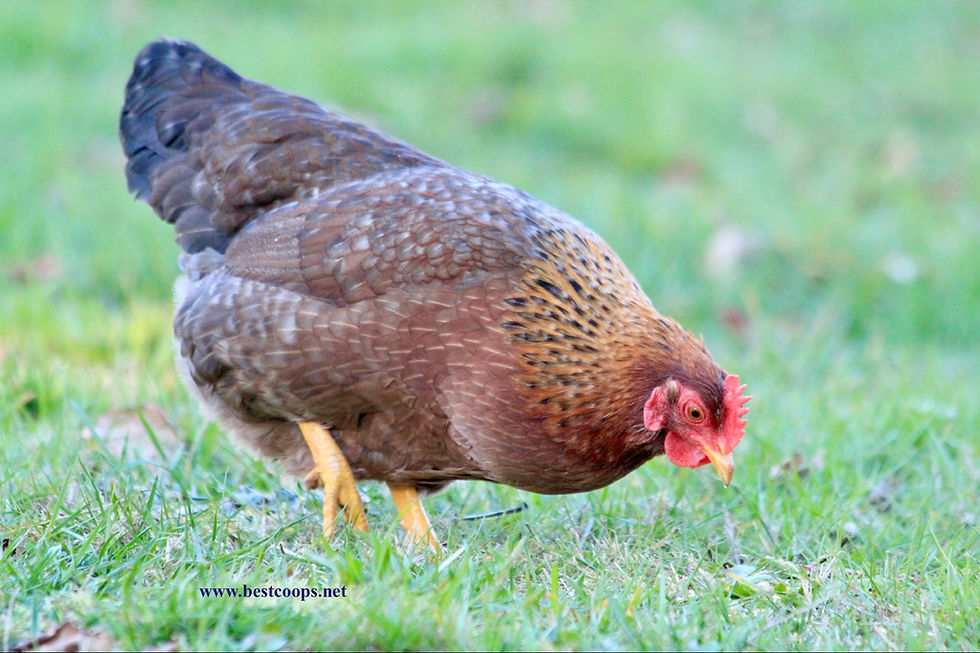 Thumbnail: 12+ Fertile Bantam Bielefelder Chicken Hatching Eggs