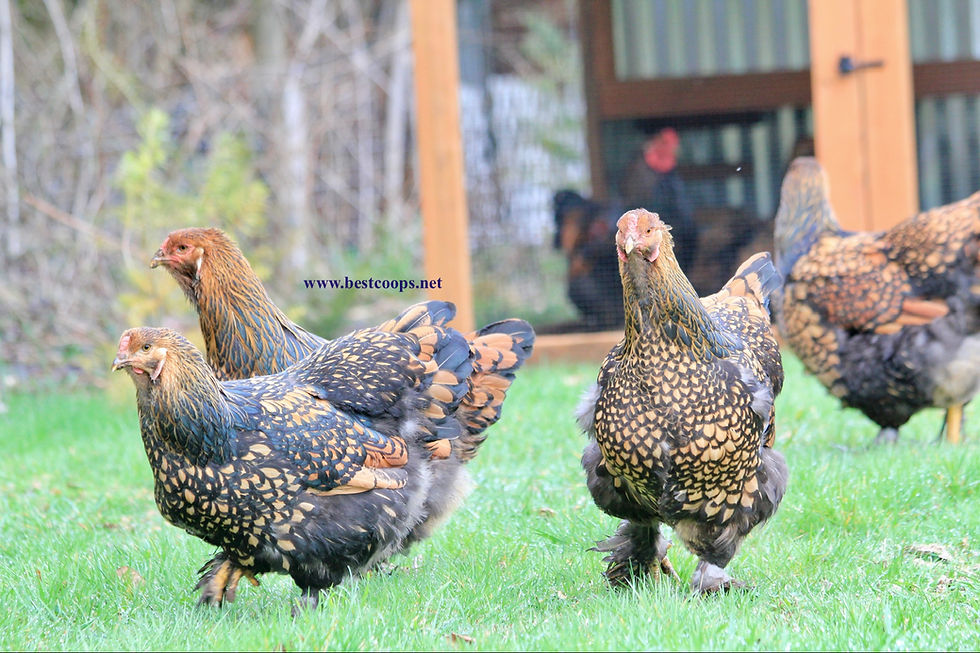 Thumbnail: 6+ Fertile Gold Laced Brahma Hatching Eggs