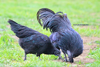 6+ Fertile Ayam Cemani Chicken Hatching Eggs