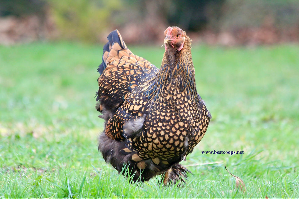 Thumbnail: 6+ Fertile Gold Laced Brahma Hatching Eggs