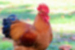New Hampshire Rooster