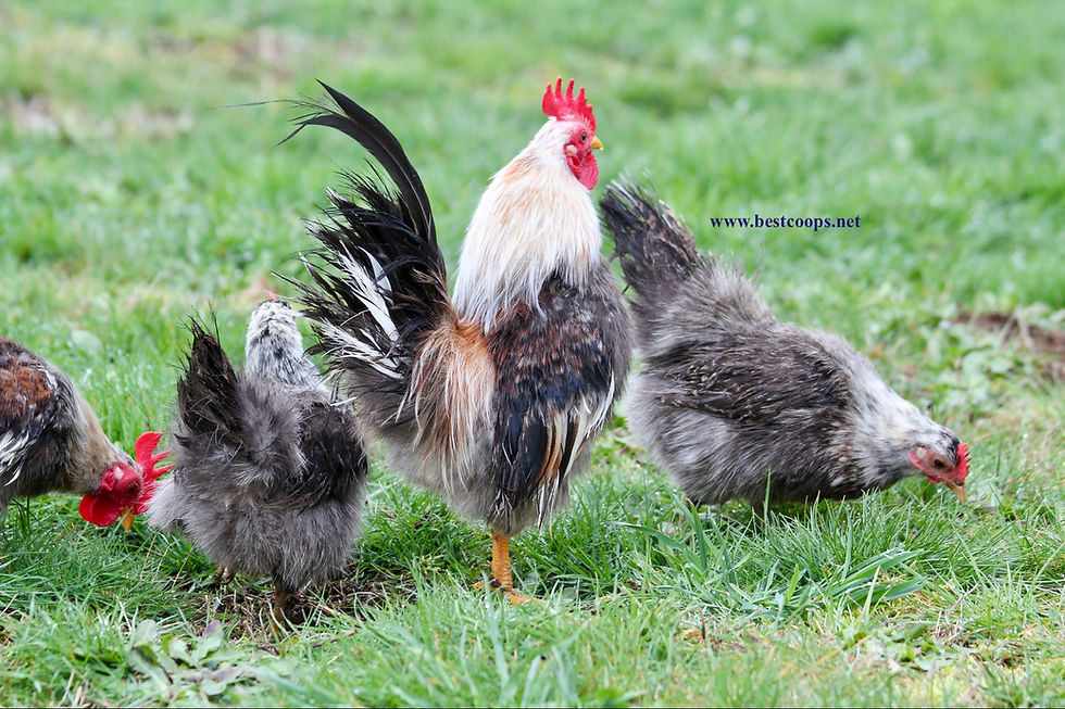 Thumbnail: 6+ Fertile Show Quality Silkied Serama Hatching Eggs