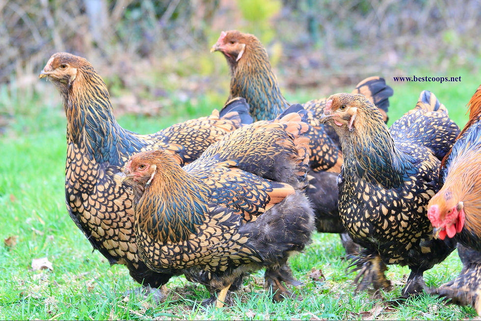 Thumbnail: 6+ Fertile Gold Laced Brahma Hatching Eggs