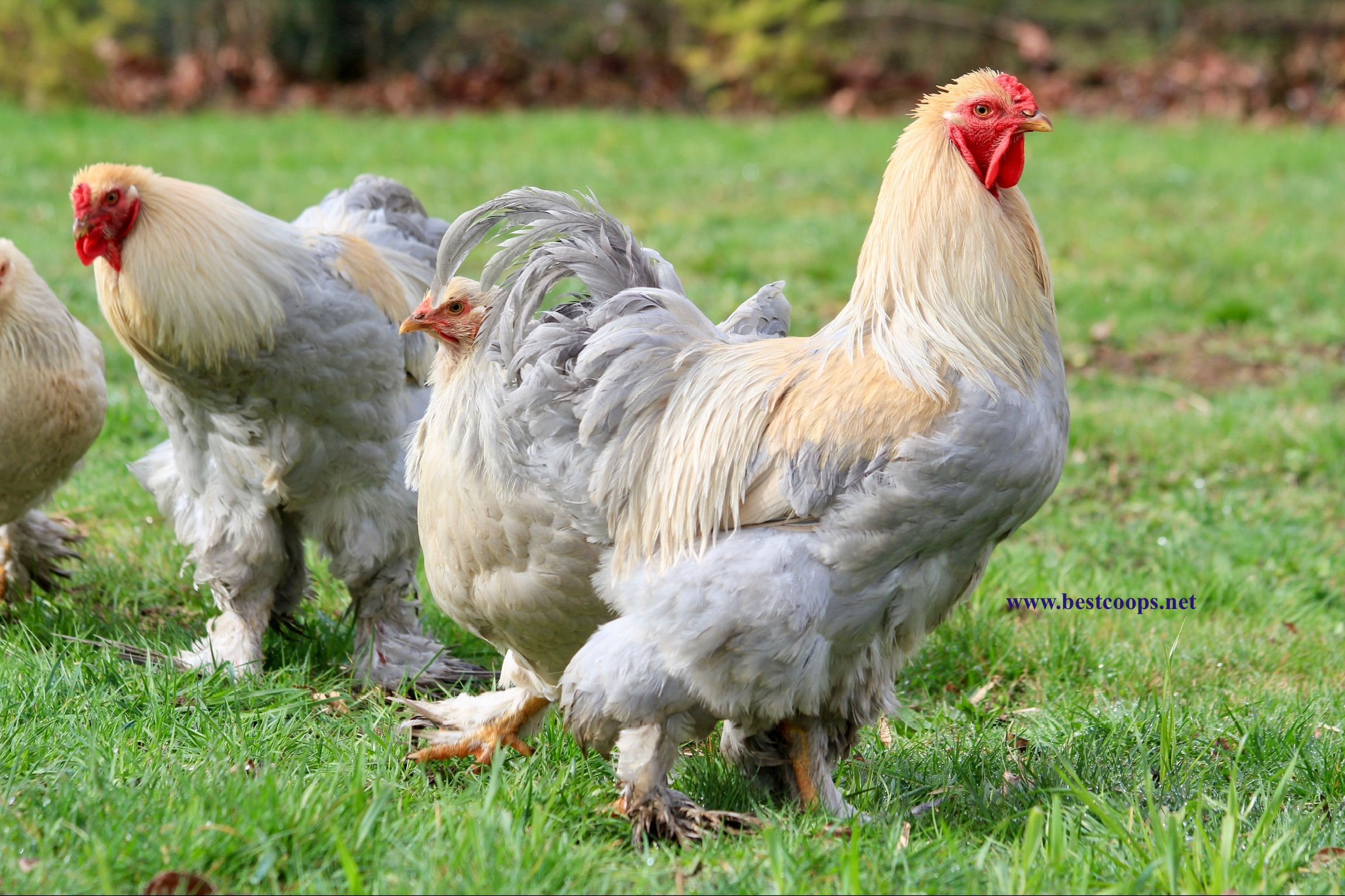 12+ Fertile Isabella Brahma Hatching Eggs