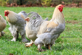 6+ Fertile Isabella Brahma Hatching Eggs