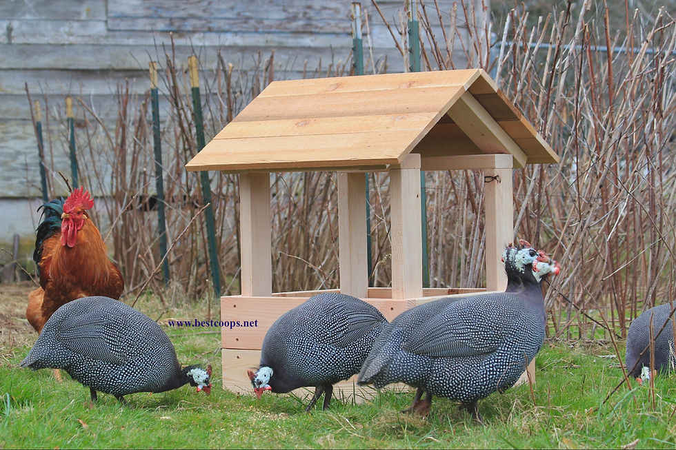 Thumbnail: 6+ Pearl Guinea Fowl Hatching Eggs