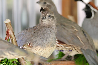 6 Gambel's Quail Hatching Eggs