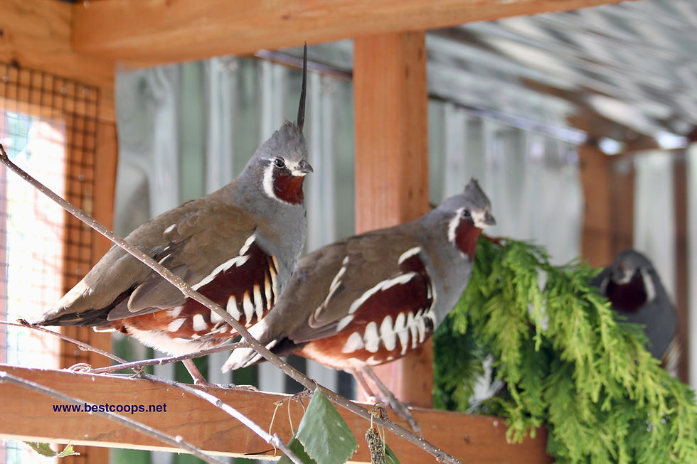 Mountain Quail