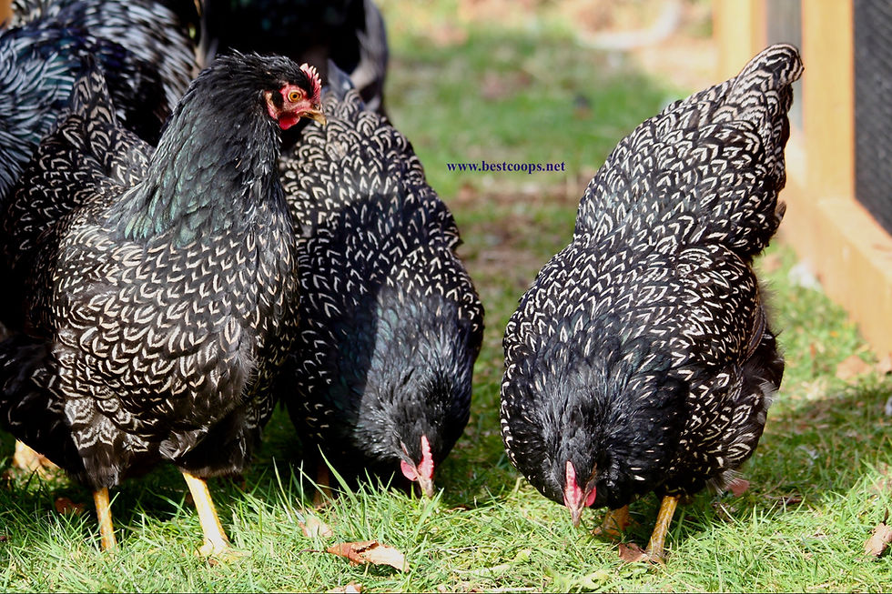 Thumbnail: 6+ Fertile Silver Double Laced Barnevelders Hatching Eggs