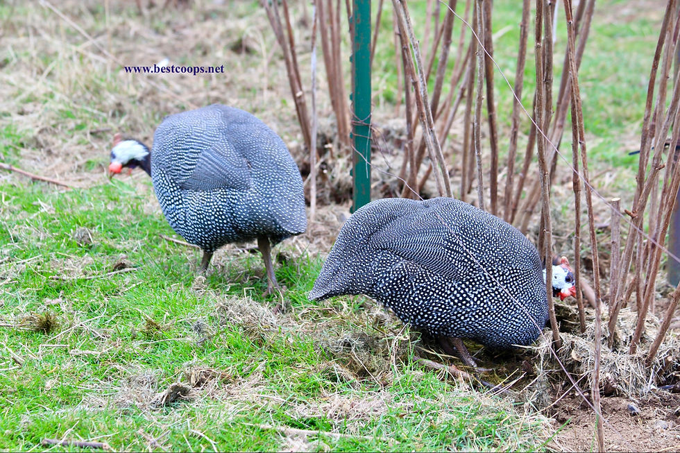 Thumbnail: 6+ Pearl Guinea Fowl Hatching Eggs