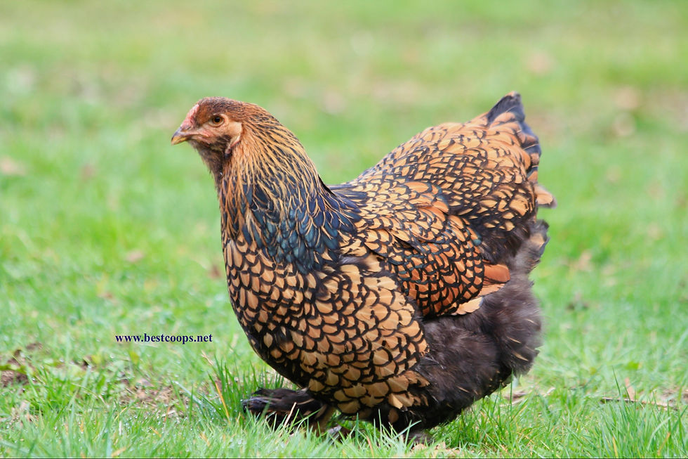 Thumbnail: 6+ Fertile Gold Laced Brahma Hatching Eggs