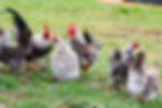 Thumbnail: 12+ Fertile Show Quality Silkied Serama Hatching Eggs