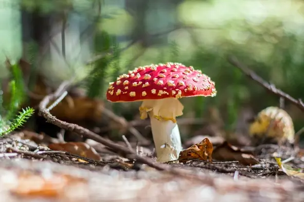 1.O Guide: Amanita Muscaria