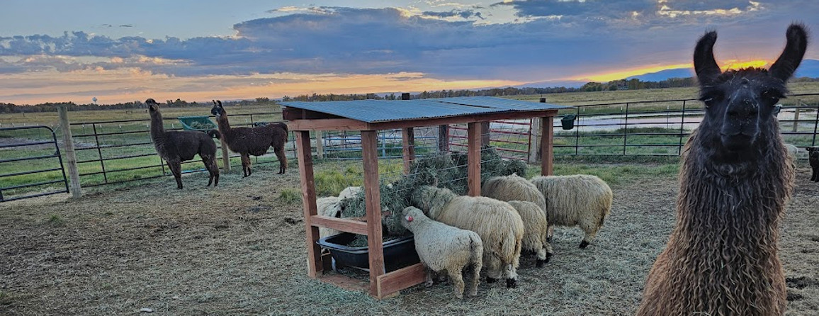 Sheep with Guard Llama