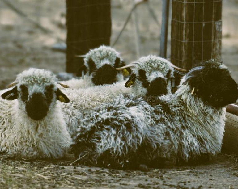 Valais sheep