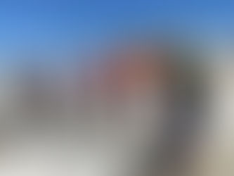 What is Causing the Decline of Sharks and Rays in the Gulf of Mexico? A Look at Population Surveys and Their Impact