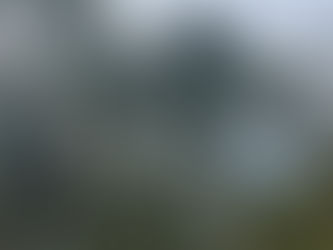 Olives- The Rich History and Tradition of Olive Harvesting in Portugal - The history of olive trees in Portugal. Harvesting olives.