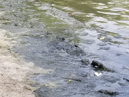 YUCK! AWFUL SMELL AT FIRST BEACH