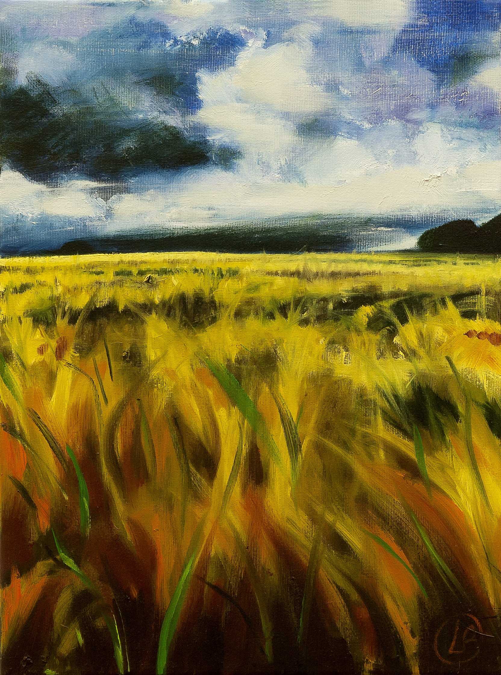 Cleddau Barleyfield #1