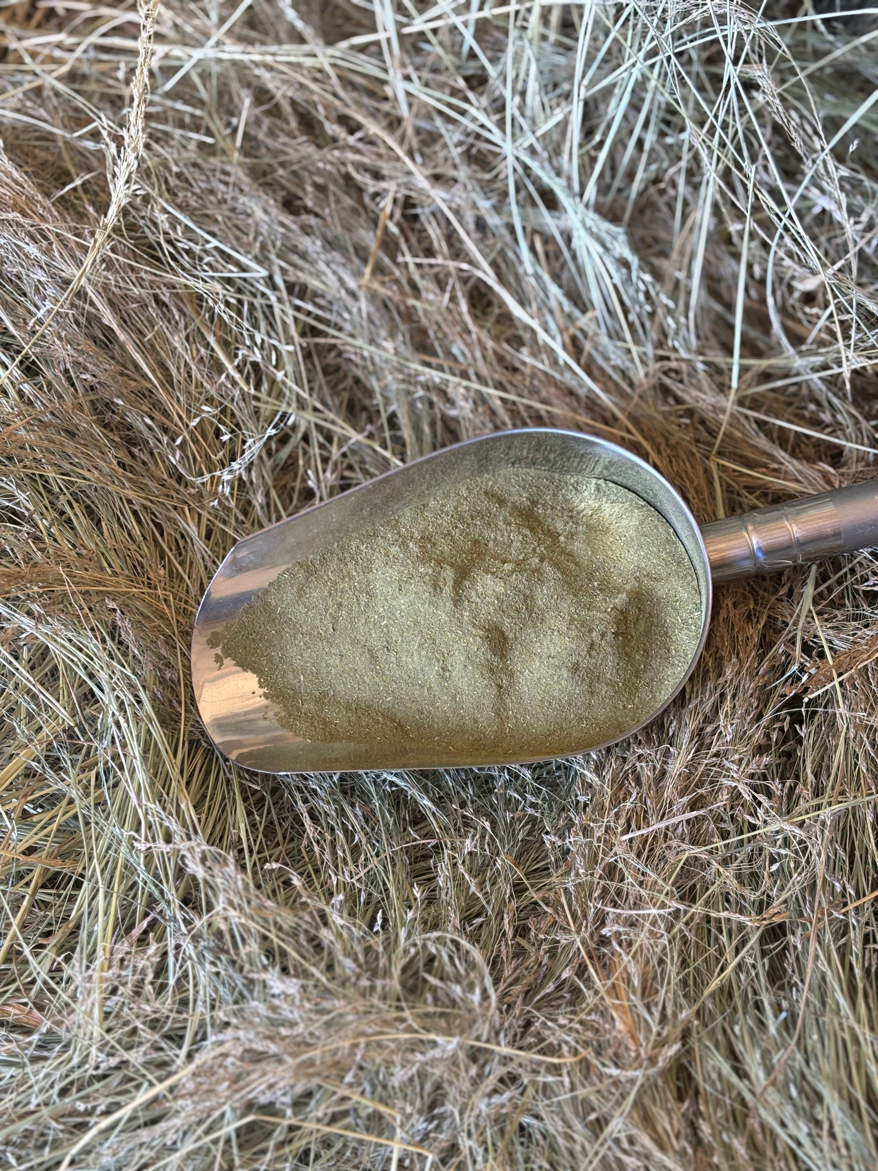 Herbitality MoringaVital – natural Moringa and Fulvic Acid supplement for horses, supporting stamina, vitality, and recovery.