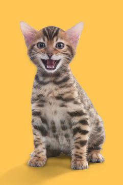 Kleine getigerte Bengal-Katze sitzt vor einem leuchtend gelben Hintergrund und blickt mit offenem Maul fröhlich in die Kamera.