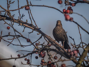 Charli's Pictures Photographie - Grive - Wavre