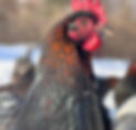 chicken in sunshine_edited.jpg