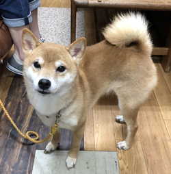 コピーIMG_0215