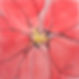 Photo of a flower painted in the Level 2 Beginners Only Watercolor Class