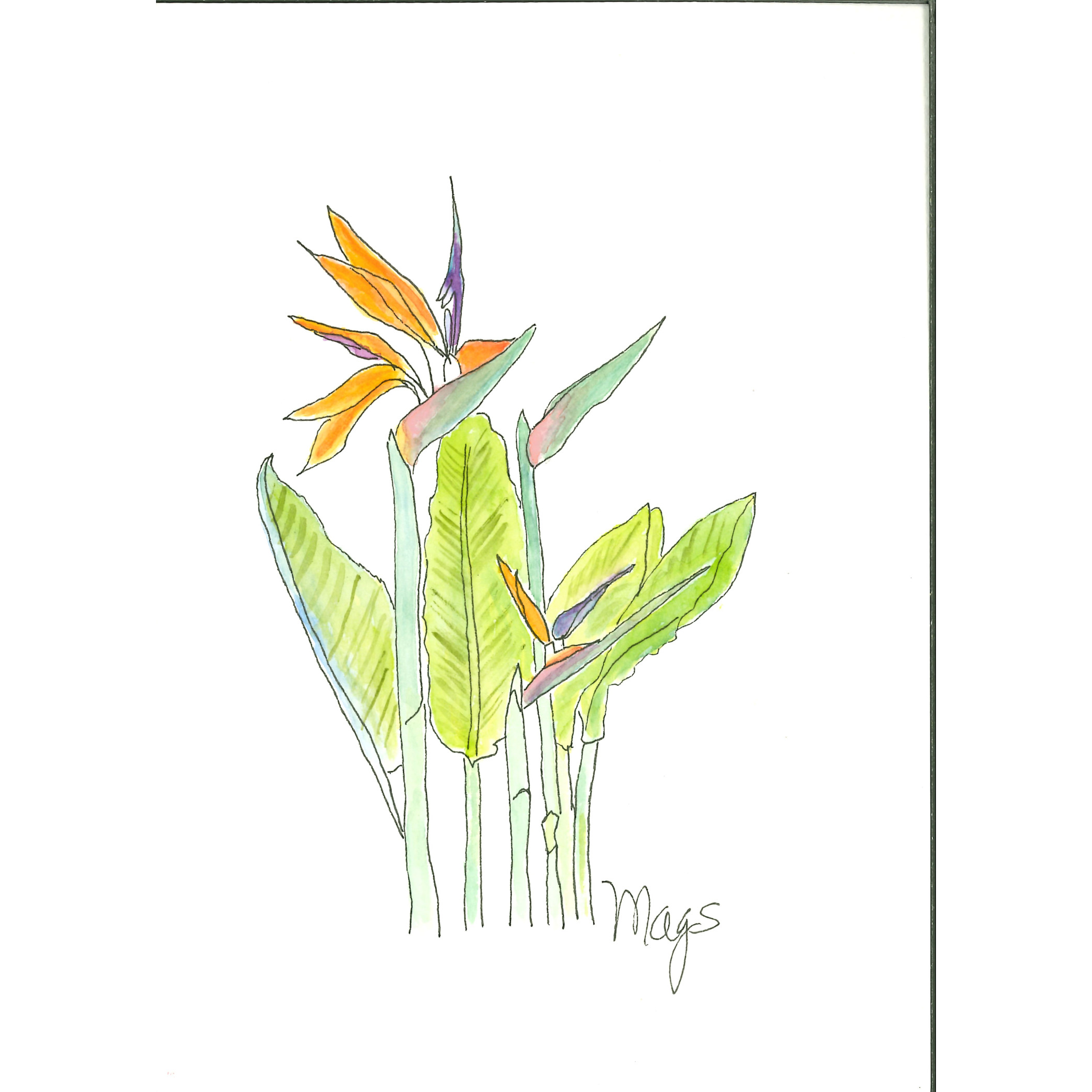 Bird of Paradise -     Streitzia