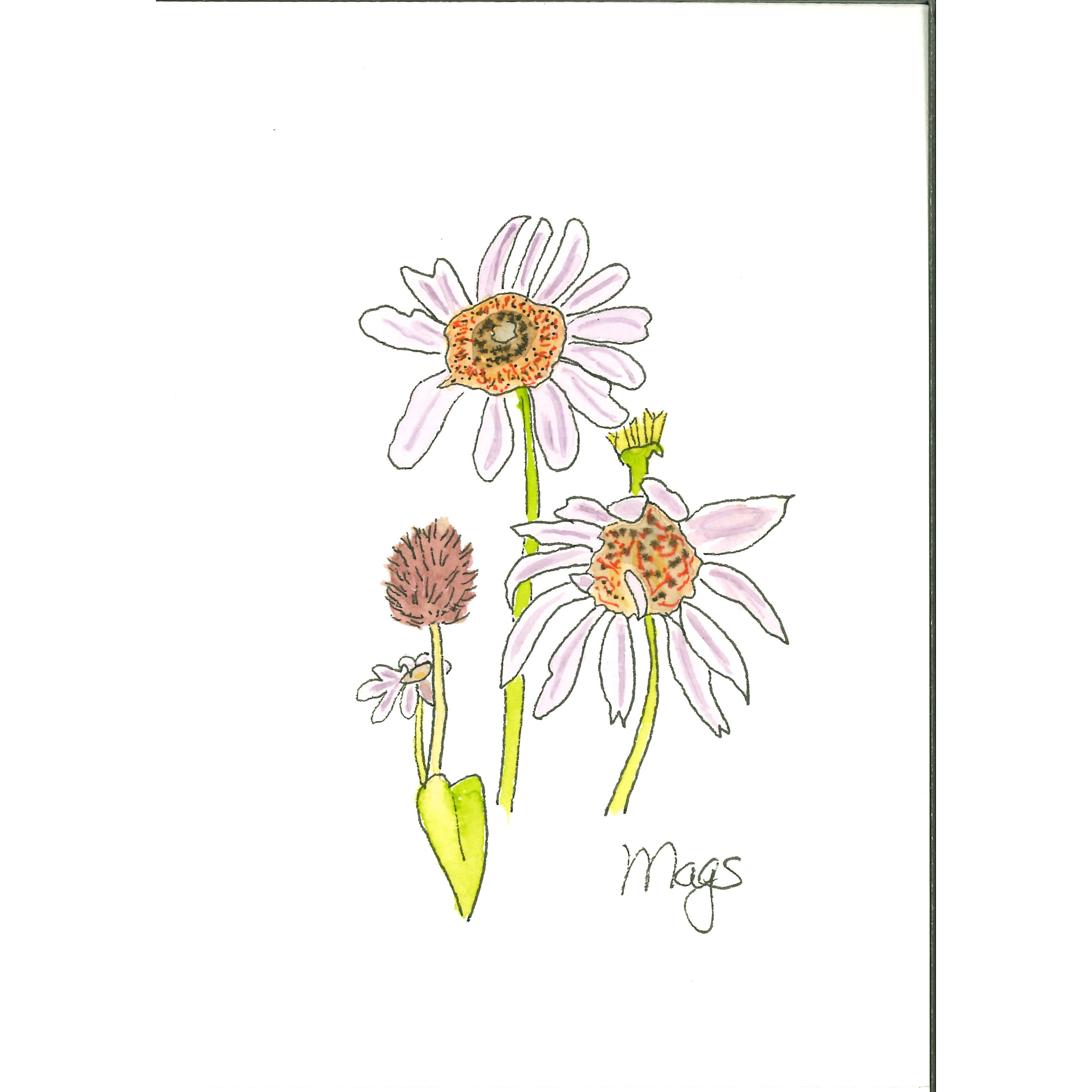Coneflower