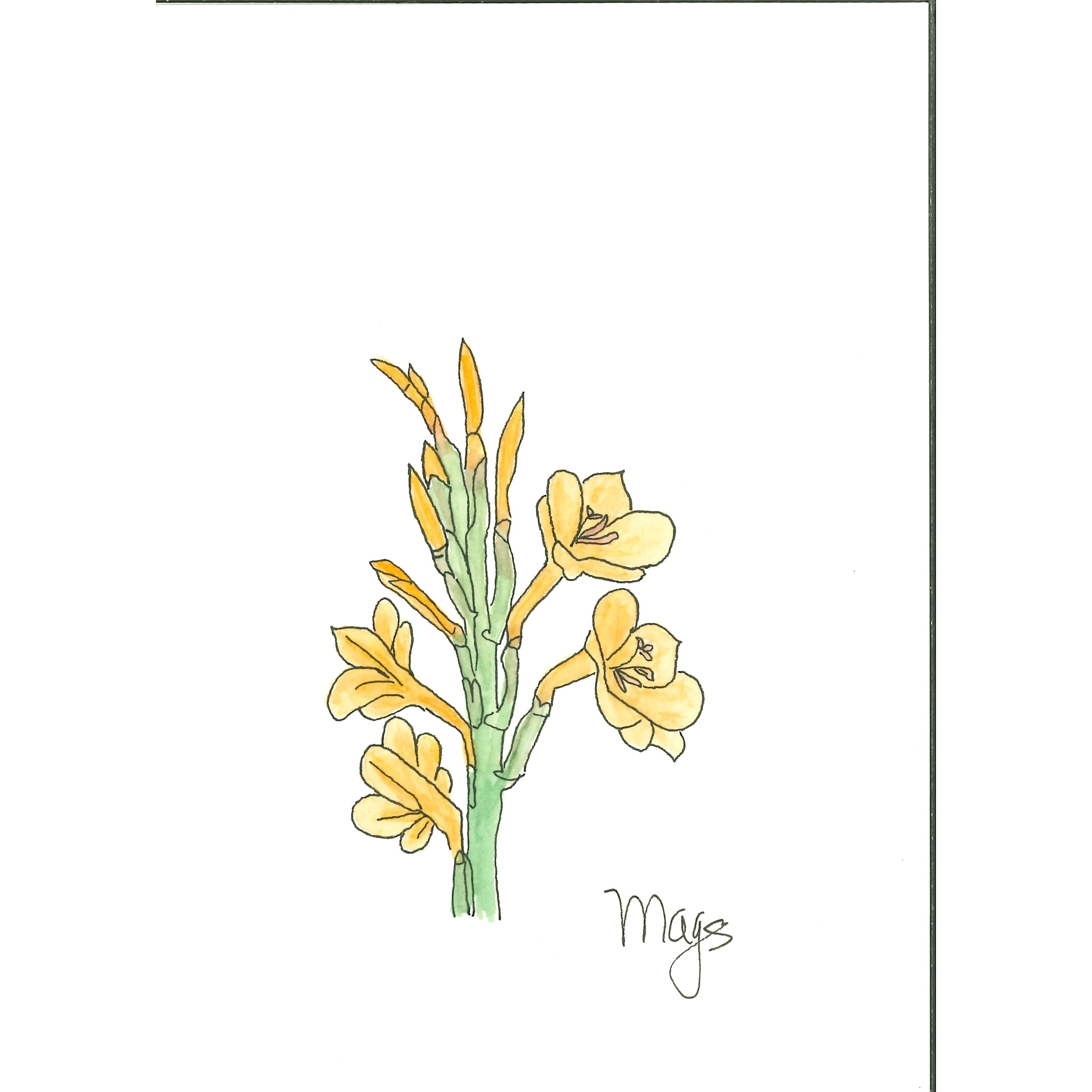 Bugle Lily-   Watsonia