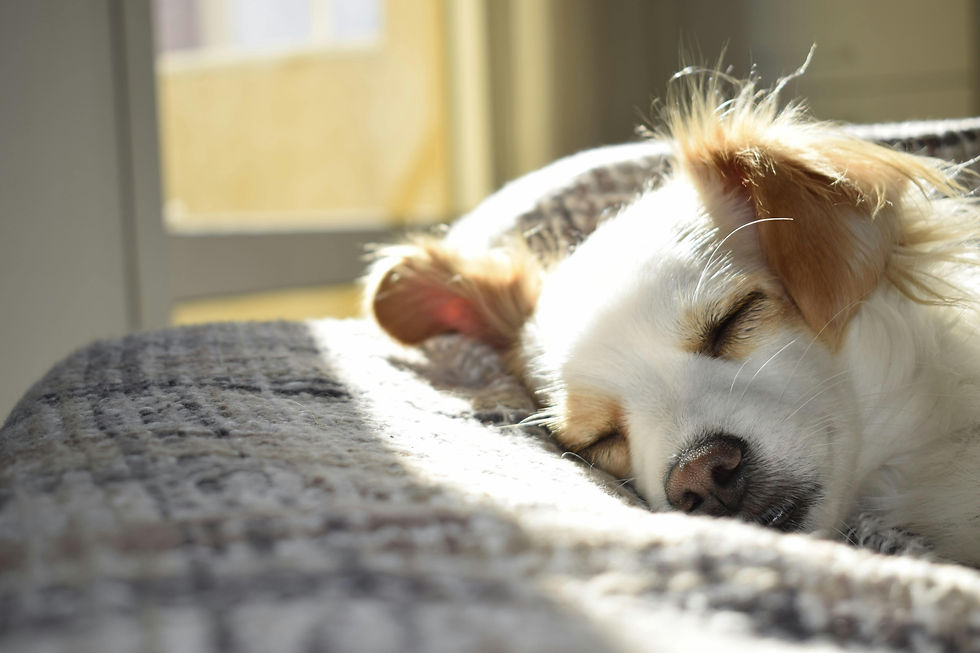 Ferienwohnung mit Hund in Deutschland finden