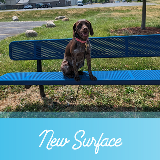Wire haired pointer sitting on a park bench, King's Creatures Animal Training, Adventure Dog Training, Therapy Dog Training, Environmental Agility, Dog Training, Cat Training, Cedar Rapids, Online Therapy Dog Training