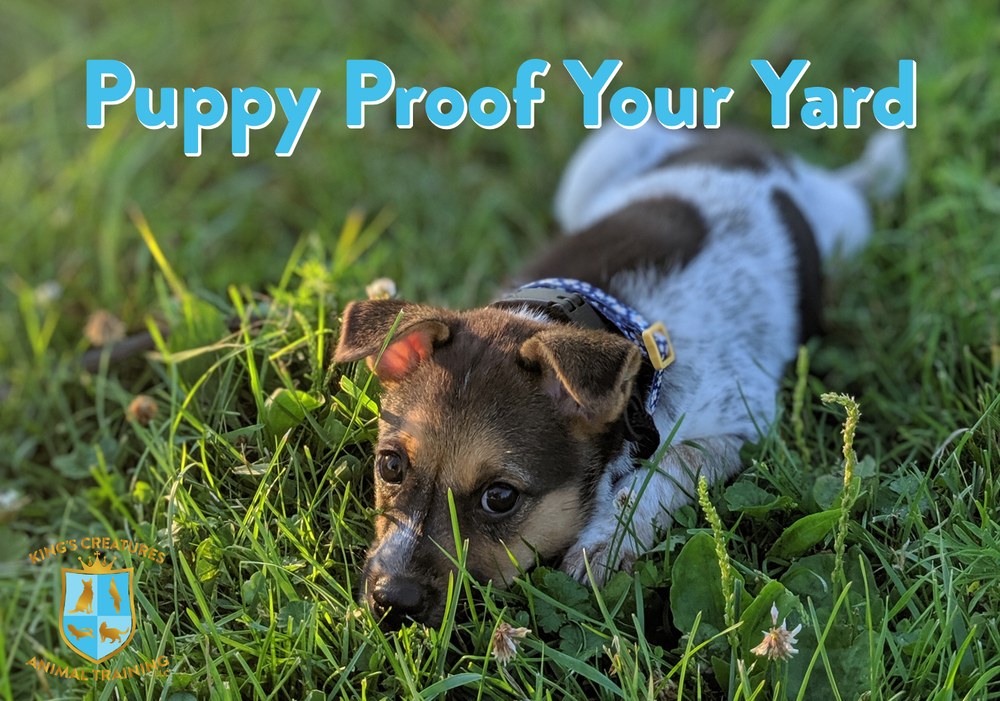 Puppy Proof Your Yard
