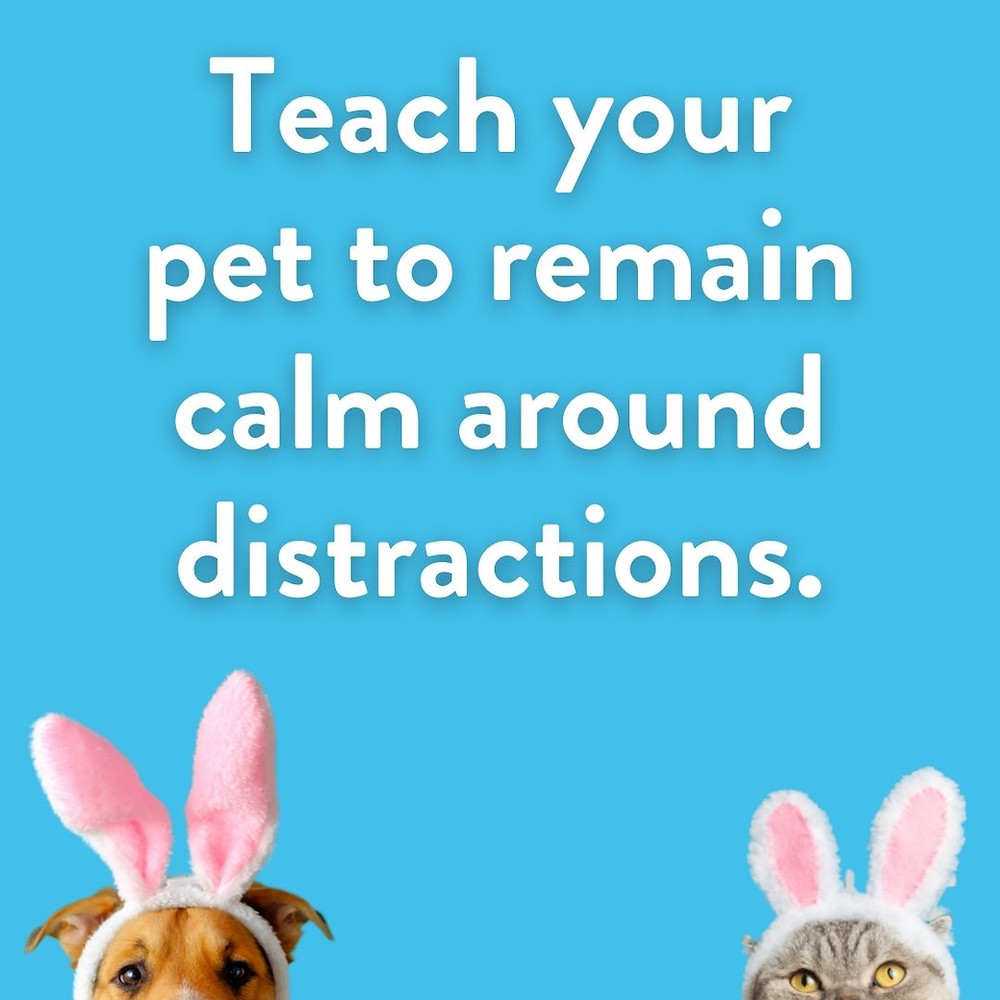 a dog and cat wearing bunny ears peek up underneath the words "Teach your pet to remain calm around distractions", Easter Safety & Training Tips for Pets, Easter for Cats, Easter for Dogs, Adventure Dog, Adventure Cat, Cat Training, Dog Training