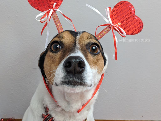 Perfect Pet Pictures