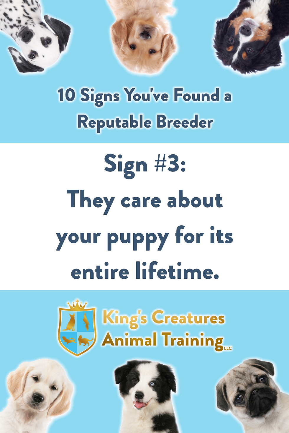 Dog Training Cedar Rapids, Reputable Breeder, Puppy, Find a Puppy, Breeder, Dog Trainer, King's Creatures Animal Training LLC