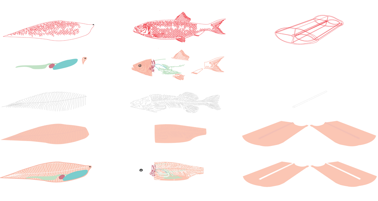 fish diagram